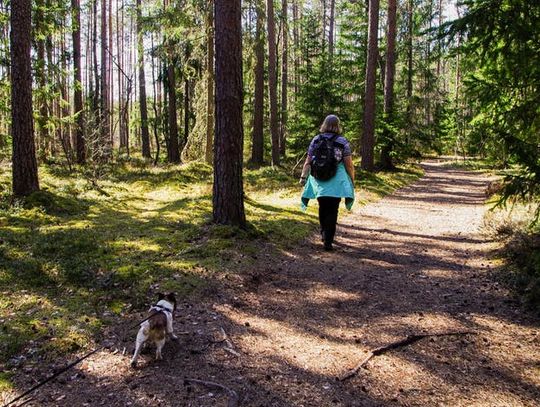 Od dziś do odwołania zakaz wstępu do lasów Nadleśnictwa Włocławek. Straż Leśna będzie egzekwować nakaz