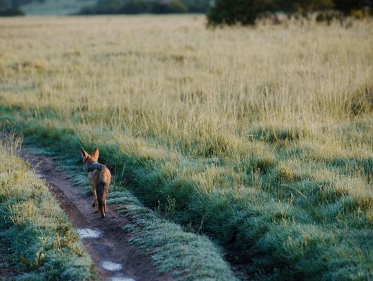 Od jutra na łąkach i w lasach brązowo-zielone batoniki . Nie dotykajcie ich!