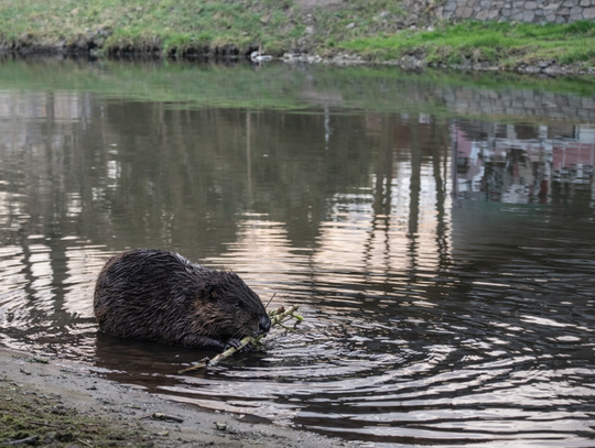 Około 5 tysięcy bobrów w kujawsko-pomorskim. Coraz więcej ich także w centrum Włocławka