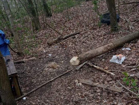 Organizowali w lesie nocne imprezy. Służby założyły fotopułapki i ukarano sprawców zniszczenia drzewek