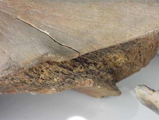 Oto najstarszy eksponat we Włocławku. Ma ponad 40 tysięcy lat!