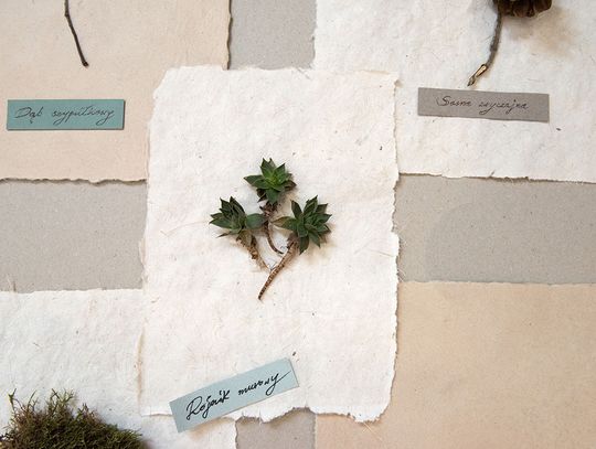 Pamięć roślin. Historie cmentarzy ewangelicko-augsburskich