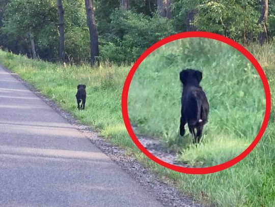 Pies wyrzucony z czarnego samochodu na trasie Kowal-Włocławek. Czy ktoś widział zdarzenie?