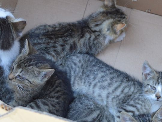 Piszczące pudełko trafiło do schroniska. Znajdą nowe domy?