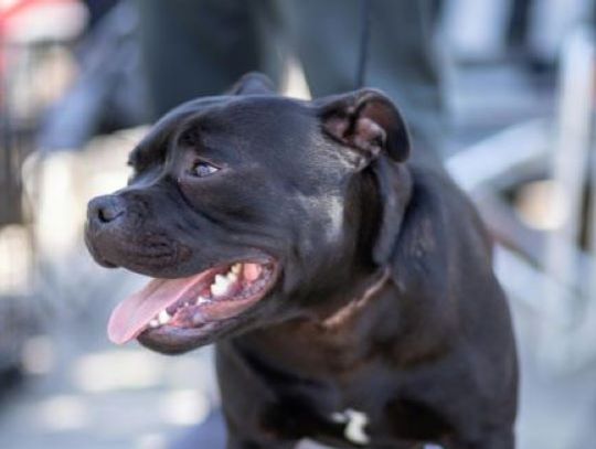 Pitbull zaatakował kobietę i jej labradora. Konieczne było założenie szwów
