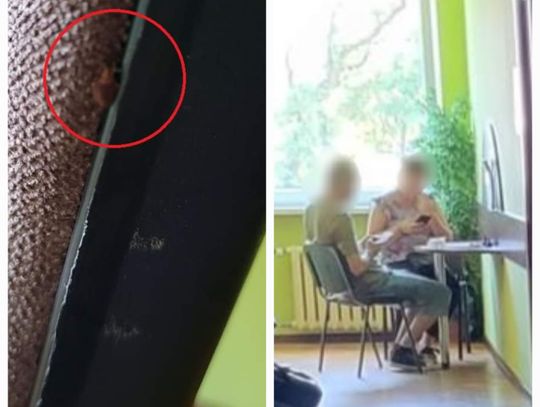 Pluskwy w Urzędzie Miasta. Włocławianka wysłała fotografie 