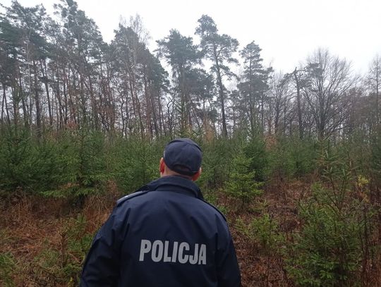 Policjanci i Straż Leśna do świąt będą pilnować plantacji choinek