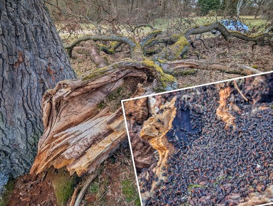 Pomnik przyrody uszkodzony, ale nikt nie sprząta. Arborysta: powód jest ważny