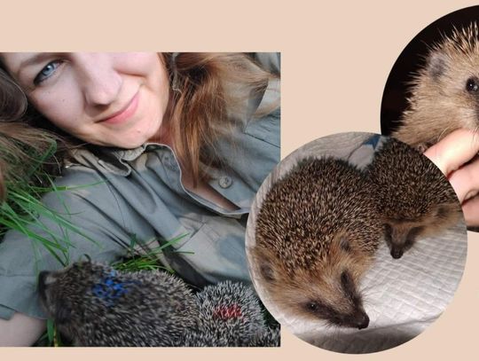 Pomóż jeżom przetrwać zimę. Zbiórka na Azyl Jeżowisko