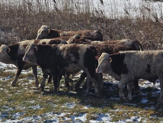 Pościg za bykami w Modzerowie – interweniowały służby