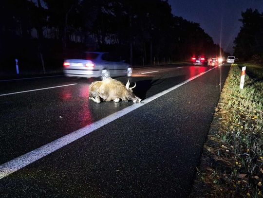 Zderzenie pojazdu z łosiem, urudnienia na trasie Włocławek - Kowal