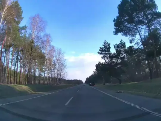 Potrącenie zwierzęcia na DK91. Zwierzę uciekło z miejsca zdarzenia