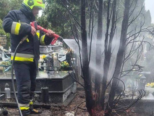 Pożar tui na cmentarzu w Pińczacie. Interweniowały dwa zastępy straży