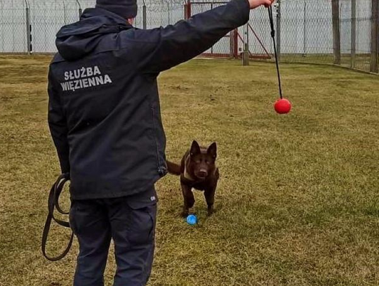 Poznajcie Apisa i Notana, psich funkcjonariuszy Zakładu Karnego
