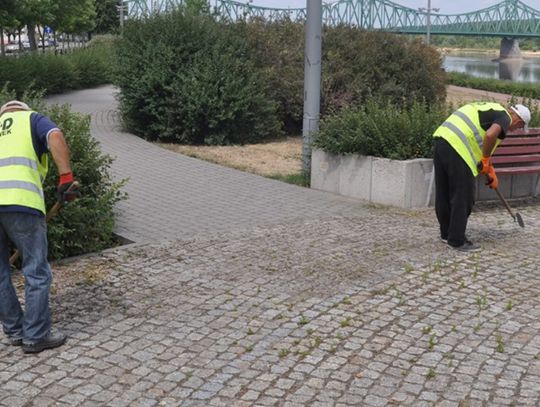 Pracownicy MZUKiD walczą graczkami z roślinnością pomiędzy kostkami brukowymi