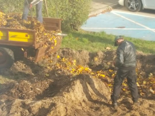 Pracownicy spółdzielni mieszkaniowej zakopywali liście i gałęzie w trawniku. W jakim celu?