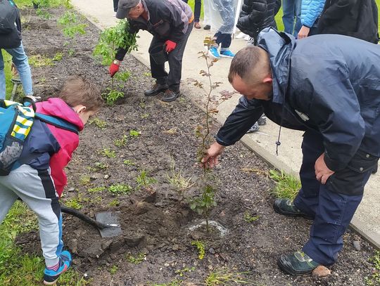 Projekt "Czyste, Zielone Miasta" we Włocławku. Na Słodowie posadzono drzewka