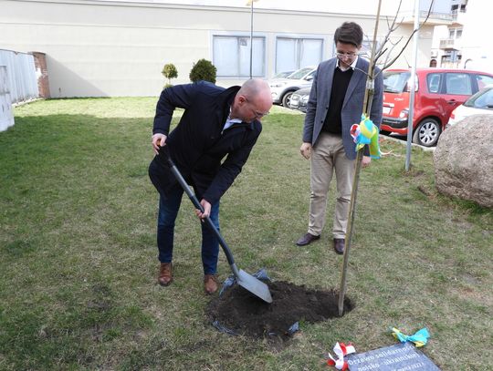 Przed Urzędem Miasta posadzono "drzewo solidarności polsko-ukraińskiej"
