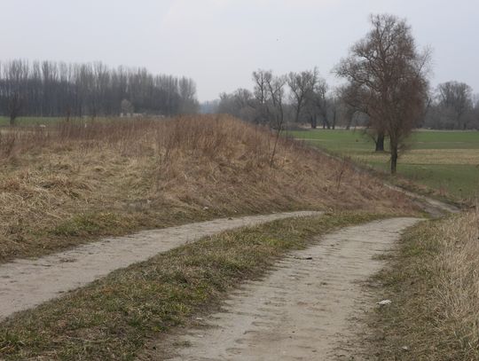 Ratusz wyłonił firmę, która będzie zajmowała się wałem przeciwpowodziowym. Cena brutto 69 495 zł