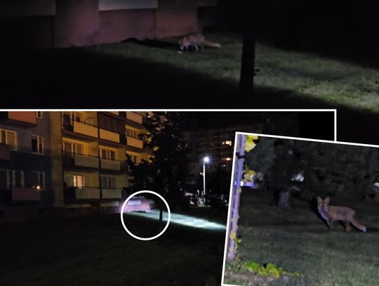 Resztki po jedzeniu pod blokiem przy ul. Broniewskiego regularnie przyciągają lisa [wideo]