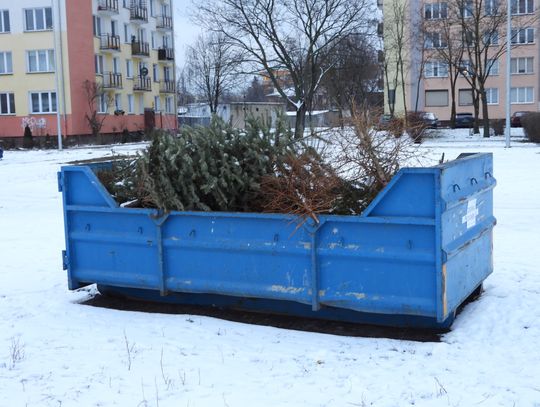 Ruszyła zbiórka choinek, pojemniki są już na osiedlach 