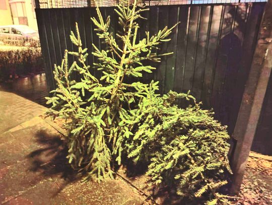 Ruszyła zbiórka choinek. Wykaz punktów 