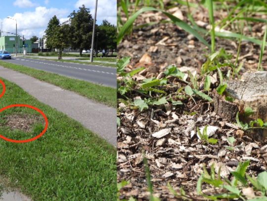 Sadzone wzdłuż ul. Okrężnej drzewka, po roku znikają! Kto wyciął w pień szereg klonów?