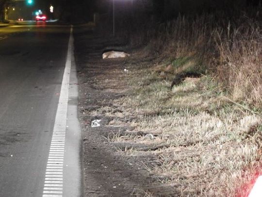 Ford uderzył w zwierzę leśne w Warząchewce