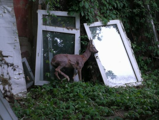Sarna w Śródmieściu. Interweniowała Straż Miejska