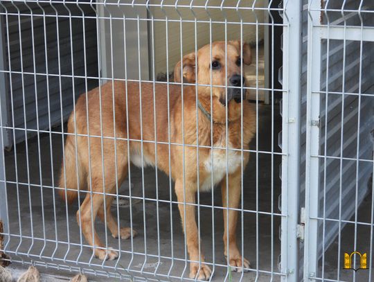 Schronisko dla Zwierząt poszukuje wolontariuszy 