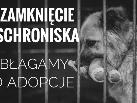 Schronisko dla zwierząt prosi o adopcje. Zostanie zamknięte w grudniu