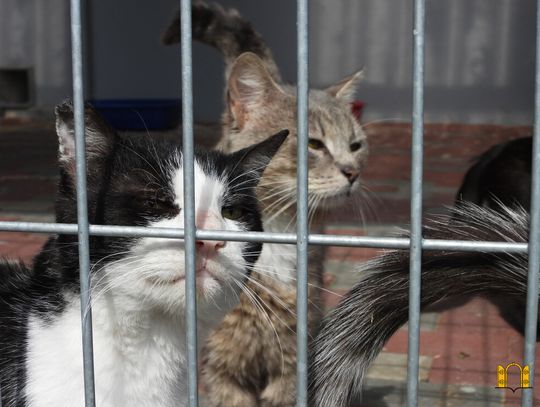 Schronisko dla Zwierząt szuka wolontariuszy. Nabór trwa do końca lutego