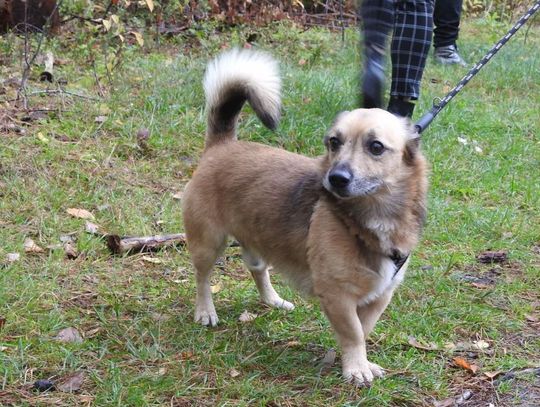 Schronisko dla Zwierząt zaprasza do udziału w Biegu na Sześć Łap