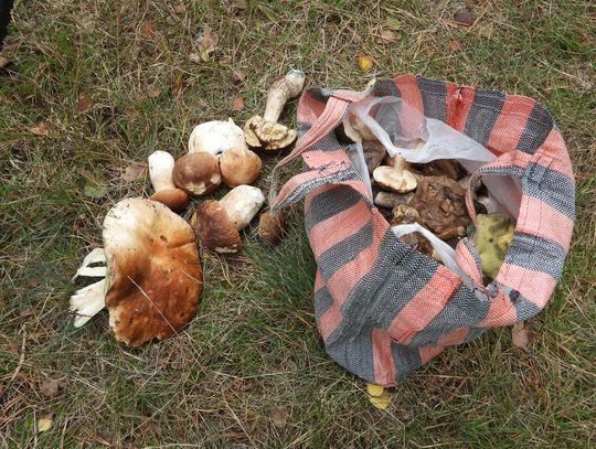 Sezon na grzyby otwarty! Leśniczy: "W lasach wysyp maślaków, borowików, podgrzybków i koźlarzy"