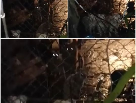 Sfora psów w centrum Włocławka. Sąsiedzi boją się o swoje dzieci