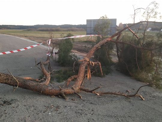 Sosna pełni funkcję szlabanu? Drzewo niedługo zostanie usunięte