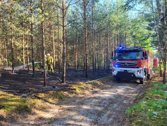 30 arów lasu spłonęło na os. Michelin. Doszło do podpalenia