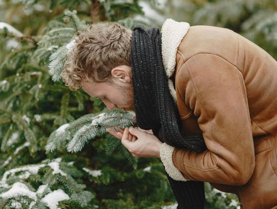 Od dziś w Nadleśnictwie kupisz choinkę, sprawdź ceny
