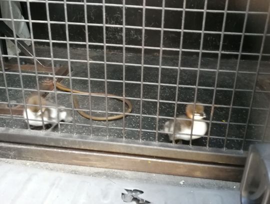 Strażnicy Miejscy uratowali kaczuszki