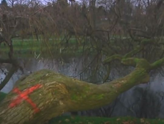 "Szamanka" została wycięta. Z parku im. Henryka Sienkiewicza zniknęła charakterystyczna wierzba