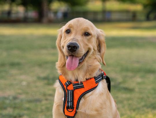 Szelki guard – dlaczego to najlepszy wybór dla dużych, energicznych psów?