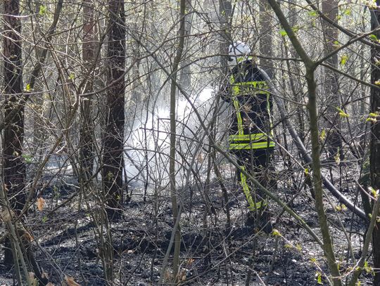 Szereg pożarów we włocławskich lasach. Przyczyną wszystkich - podpalenia