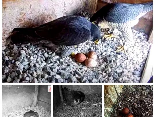 Szkwał, Zazamka, Kopernik i Iskierka czekają na potomstwo. We Włocławku może się wykluć 6 sokołów wędrownych!