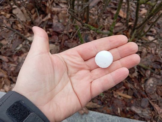 Tajemnicze kulki na włocławskich trawnikach. MZIDiT zakazał ich używania