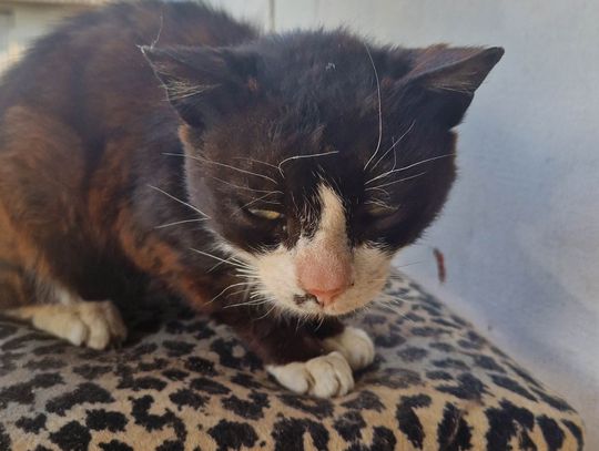 Tajemnicza choroba kotów. Może doprowadzić do śmierci zwierzęcia