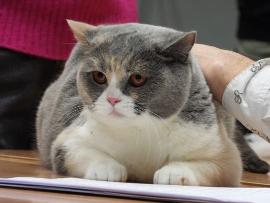 Te kocie oczy... Wystawa rasowych kotów w hali OSiR