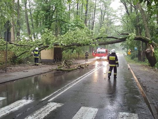 Uderzone piorunem drzewo spadło na przystanek. Straty to około 5 000 zł