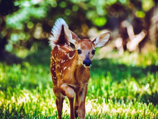 W lesie pojawiają się młode zwierzęta. Nadleśnictwo apeluje, by nie zakłócać ich spokoju