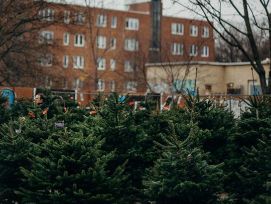 W sobotę będziemy mogli kupić choinkę przy Zielonym Rynku
