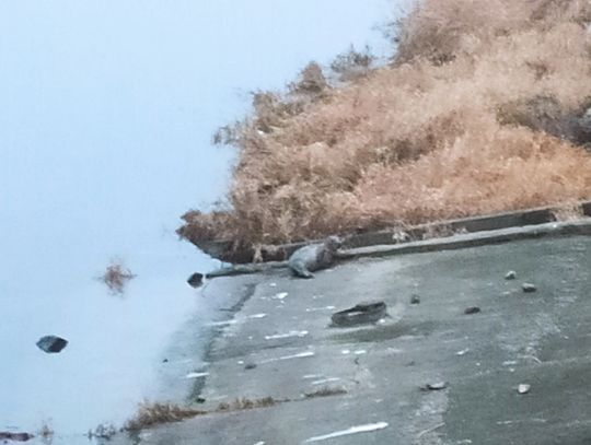 W sobotę do Włocławka przypłynęła foka